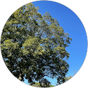 green green profile picture